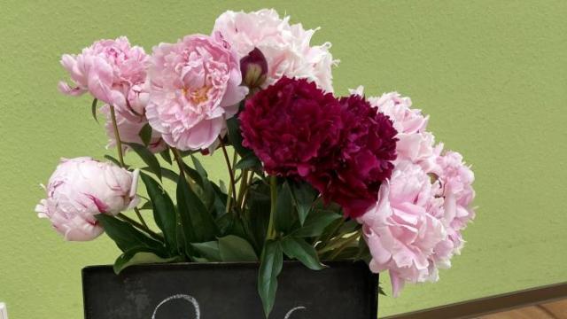 Sommerfest in der Tagespflege St. Vinzenz | Foto: Caritas