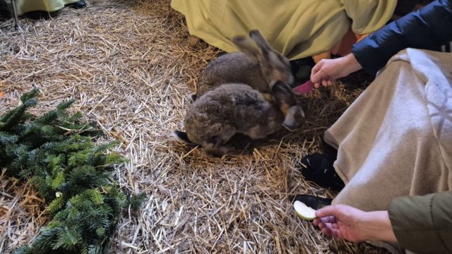 Das Foto zeigt zwei Hasen, die gefüttert werden.