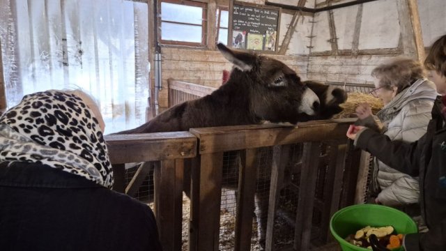 Das Foto zeigt Menschen vor dem Gatter mit Eseln im Stall.