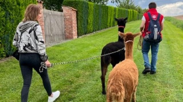 Ausflug der Pflegeteams zur den Alpakas in Nesselröden.